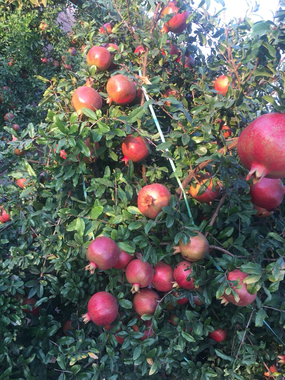 Pomegranate Crop Results