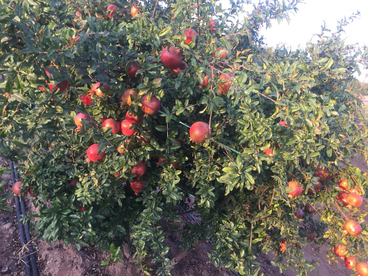 Pomegranate Crop Results
