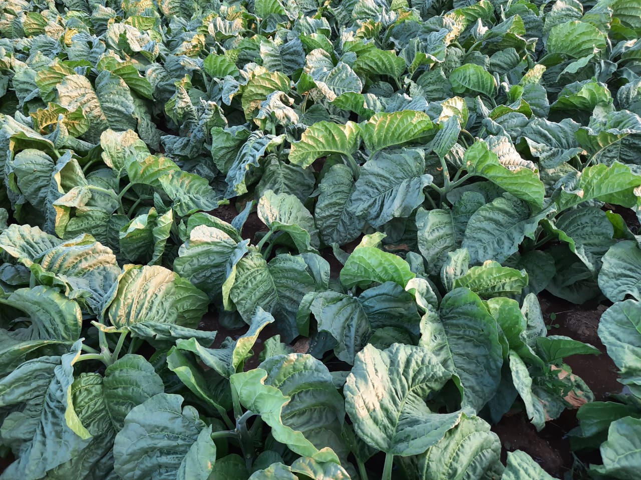 Tobacco Crop Results