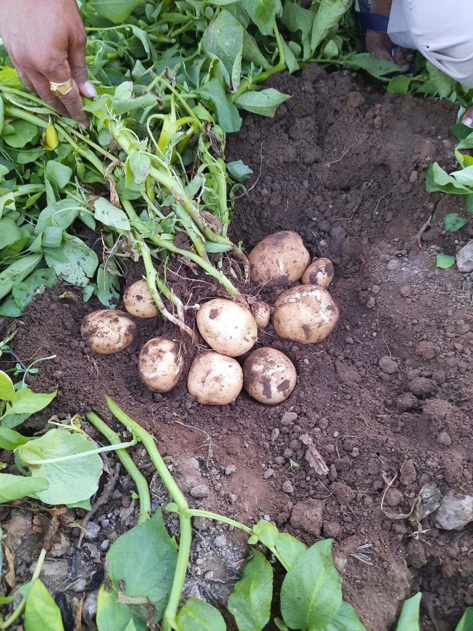 Potato Crop Results